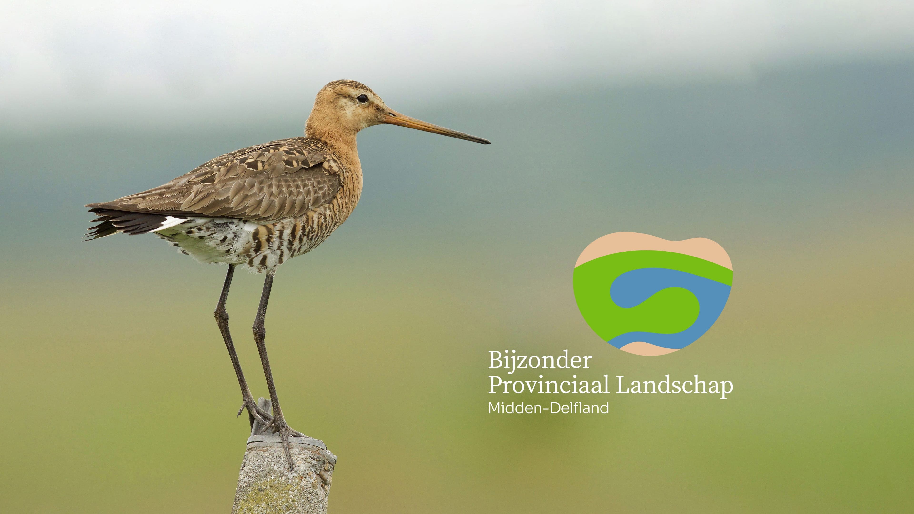 Grutto op een paal, voor een weiland, foto met hoge scherpte diepte. Met daaroverheen het hartvormig logo van Bijzonder Provinciaal Landschap.