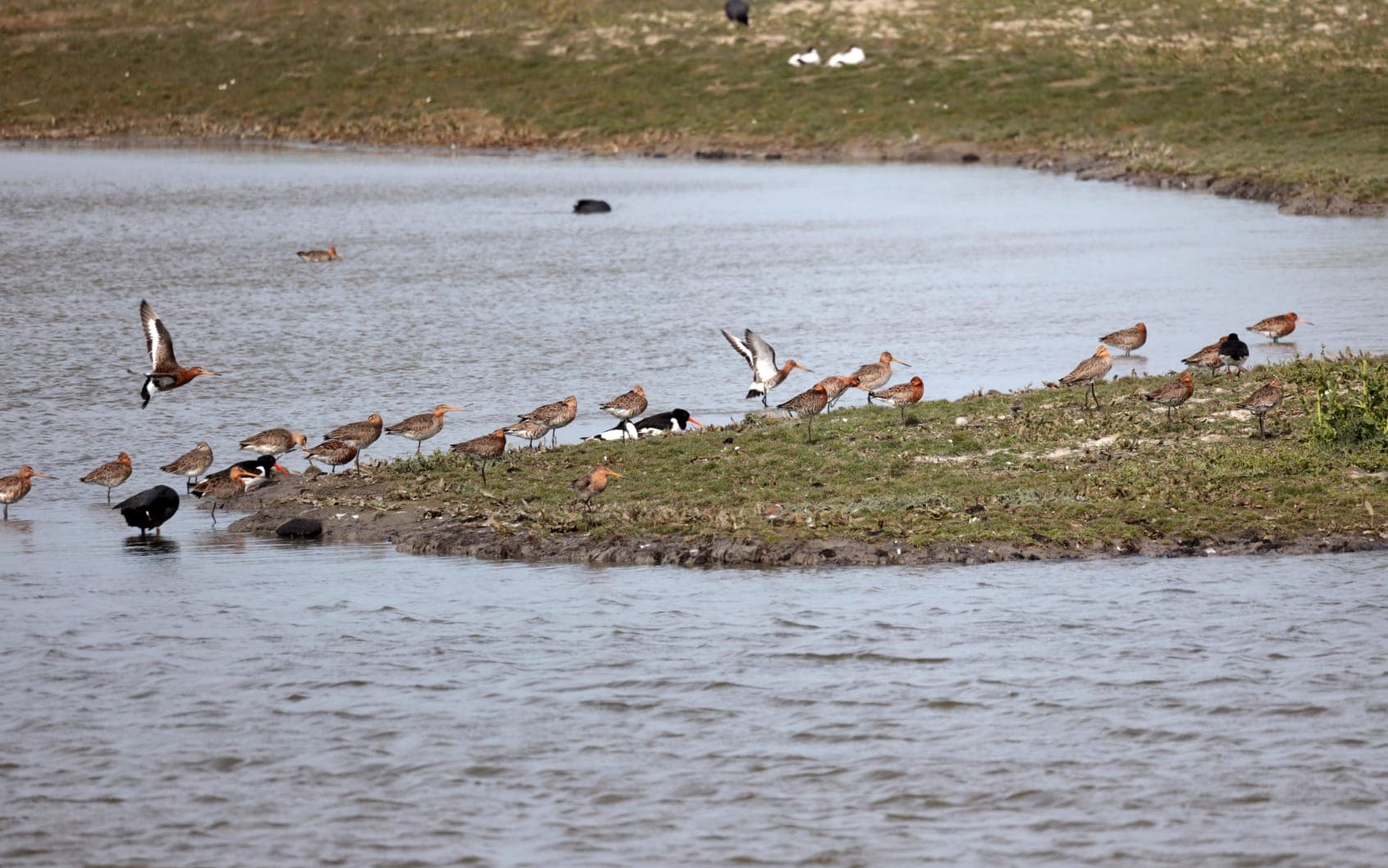 Wilde vogels, staand langs het water.