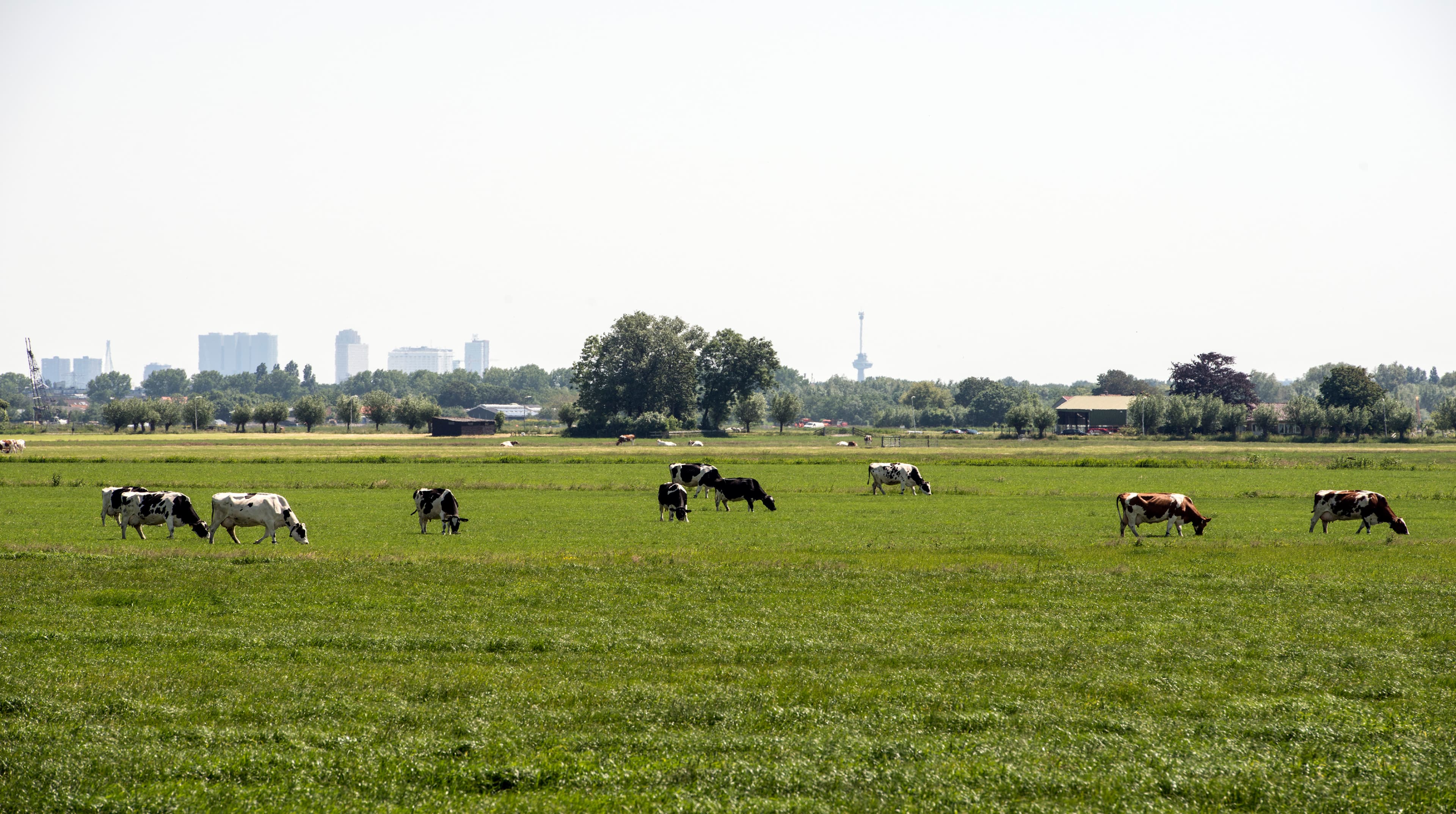 Koeien in de wei, Rotterdam op de achtergrond.